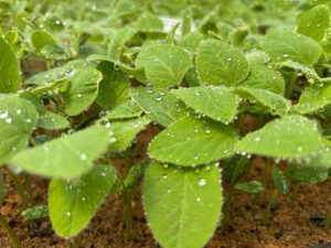 Conceito Agrícola amplia atuação no segmento de especialidades com estratégia de marcas exclusivas e foco em resultado agronômico