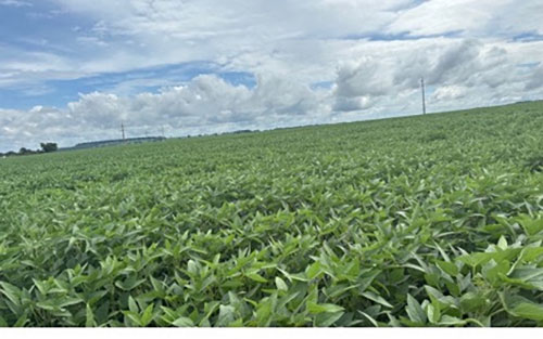 Conceito Agrícola amplia atuação no segmento de especialidades com estratégia de marcas exclusivas e foco em resultado agronômico