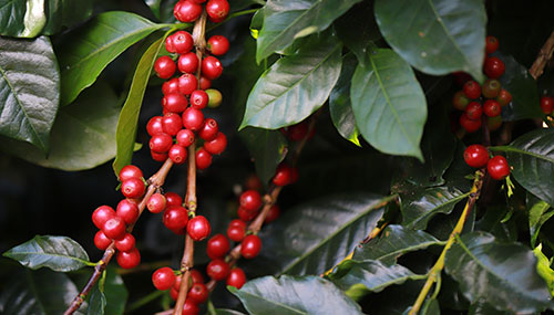 El Niño pode antecipar florada e aumentar riscos fitossanitários para o café brasileiro em 2027