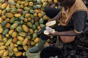 Cacau brasileiro tem potencial de acesso ao mercado europeu por sua produção sustentável e rastreabilidade