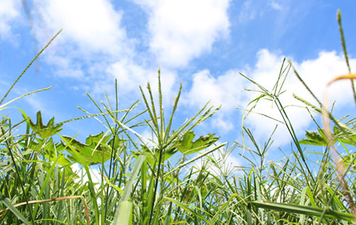 Herbicidas não criam resistência: como a genética das daninhas acelera o problema no campo