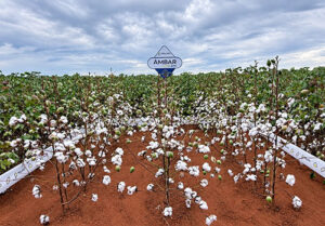 Polato Sementes apresenta cultivares exclusivas no Congresso Brasileiro do Algodão