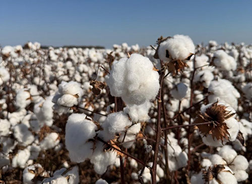 Polato Sementes apresenta cultivares exclusivas no Congresso Brasileiro do Algodão