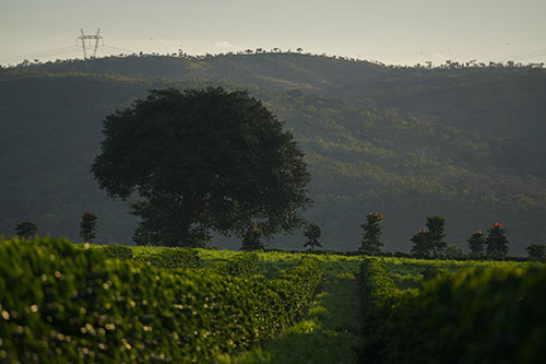  Região do Cerrado Mineiro lança Prêmio Futuro Regenerativo com R$ 40 mil em premiação