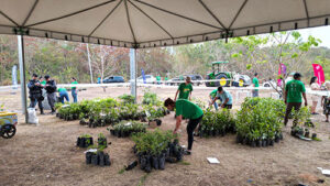 Projeto ambiental distribuirá 6 mil mudas gratuitamente em Rondonópolis
