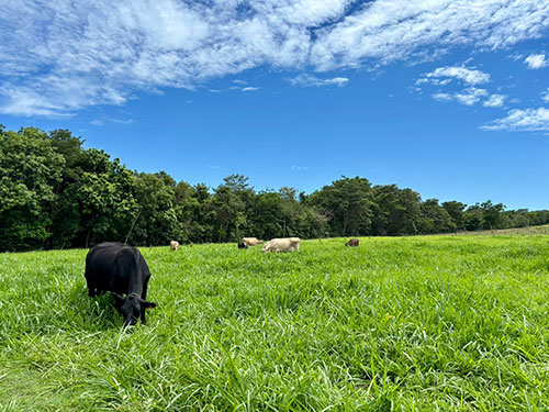 A hora de reformar: alta da arroba cria cenário histórico para recuperação de pastos