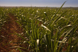 Syngenta reforça portfólio para a cana-de-açúcar com o lançamento do herbicida CRESTIVO®