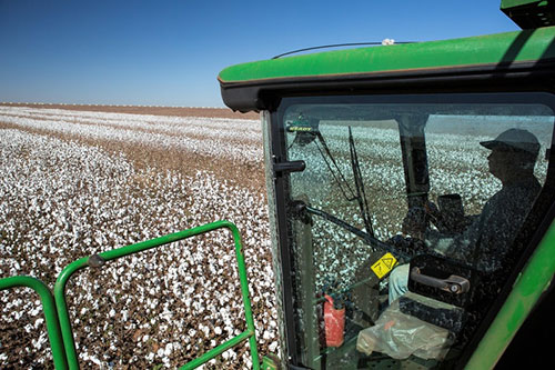 Syngenta leva inovações estratégicas para os principais desafios da cotonicultura no 15º Congresso Brasileiro do Algodão