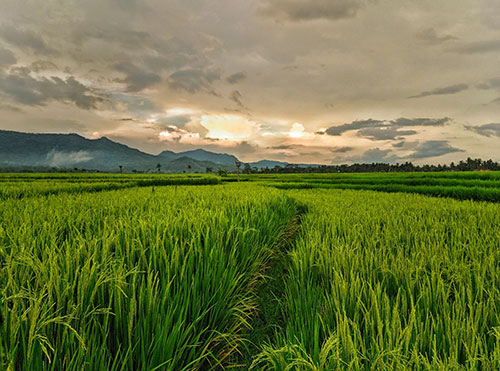 Pneus específicos para o cultivo de arroz aumentam eficiência das máquinas no campo