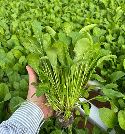 Ciclo mais rápido da rúcula favorece planejamento e rentabilidade do produtor