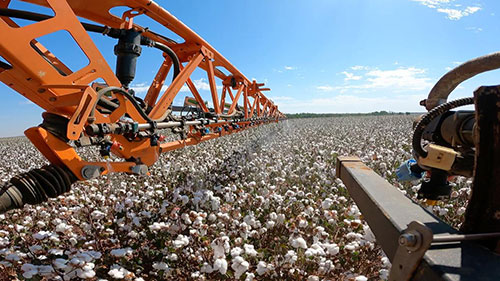 Bicos pulverizadores com sensor de clorofila aplicam maturadores de crescimento no algodão de acordo com o tamanho e necessidade de cada planta